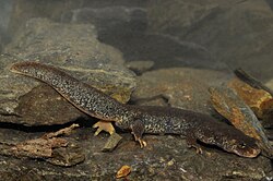 Montseny brook newt (Calotriton arnoldi), endemic to the Montseny Massif