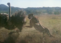 Young female chased by a cheetah