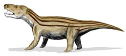 Cynognathus was the largest predatory cynodont of the Triassic.