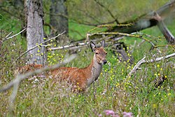 A red deer at the Oostvaardersplassen nature reserve, a rewilding site in the Netherlands