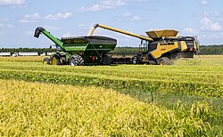 Harvesting rice in Arkansas, 2020