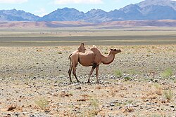 The Gobi Desert in Mongolia