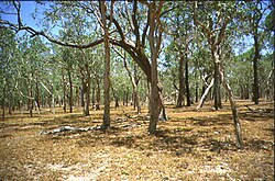 A savanna woodland in Northern Australia demonstrating the regular tree spacing characteristic of some savannas