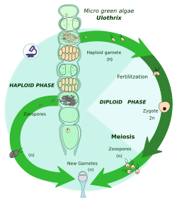 Zygotic meiosis
