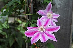 Clematis florida