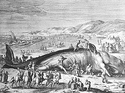 Stranded sperm whale engraving, 1598
