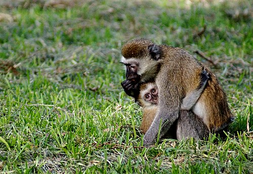 Vervet monkey with young in Tanzania