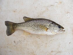 Invasive largemouth bass, in South Africa