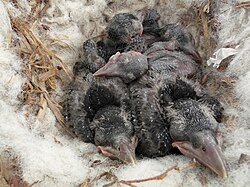 Chicks in the nest