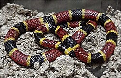 A venomous coral snake uses bright colours to warn off potential predators.