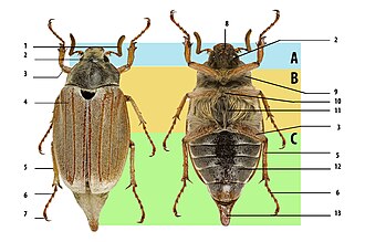 Beetle body structure, using cockchafer. A: head, B: thorax, C: abdomen. 1: antenna, 2: compound eye, 3: femur, 4: elytron (wing cover), 5: tibia, 6: tarsus, 7: claws, 8: mouthparts, 9: prothorax, 10: mesothorax, 11: metathorax, 12: abdominal sternites, 13: pygidium.