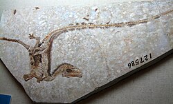 Sinosauropteryx fossil, the first fossil of a definitively non-avialan dinosaur with feathers