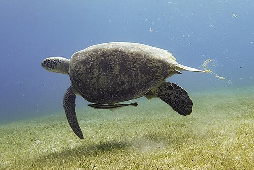 Remora are specially adapted to attach themselves to larger fish (or other animals, in this case a sea turtle) that provide locomotion and food.