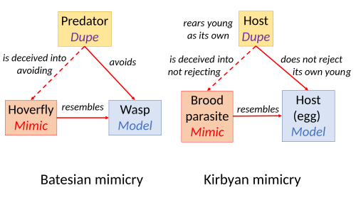Kirbyan mimicry, in which a brood parasite mimics its host